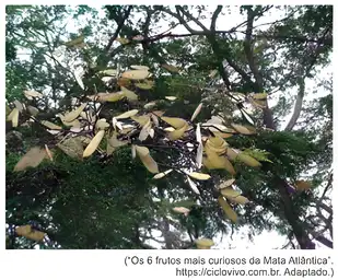 ("Os 6 frutos mais curiosos da Mata Atlântica". https://ciclovivo.com.br. Adaptado.)